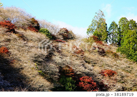 小原四季桜 桜 紅葉 愛知県 小原四季桜 桜 紅葉 愛知県 38189719