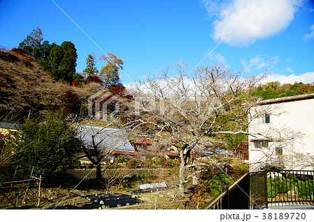 小原四季桜 桜 紅葉 愛知県 小原四季桜 桜 紅葉 愛知県 38189720