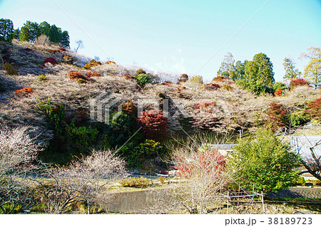 小原四季桜　桜　紅葉　愛知県 38189723