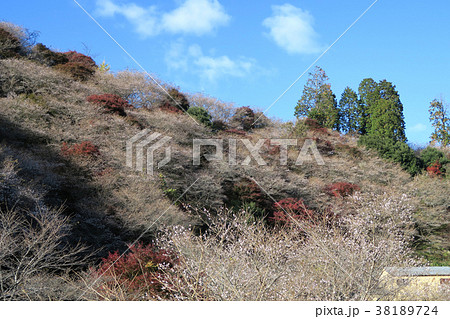 小原四季桜 桜 紅葉 愛知県 小原四季桜 桜 紅葉 愛知県 38189724