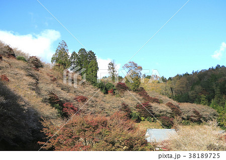 小原四季桜 桜 紅葉 愛知県 小原四季桜 桜 紅葉 愛知県 38189725