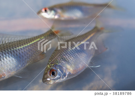 タイリクバラタナゴ 38189786