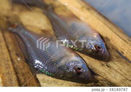 タイリクバラタナゴ 38189787