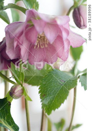 クリスマスローズ ダブル ピンクのアップの写真素材