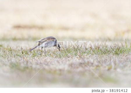 ツグミ　鶫 38191412