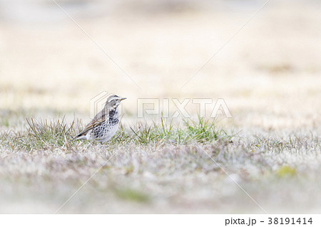 ツグミ　鶫 38191414
