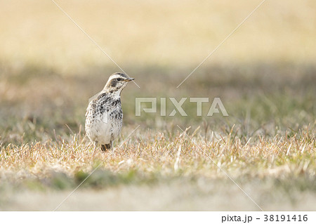 ツグミ　鶫 38191416