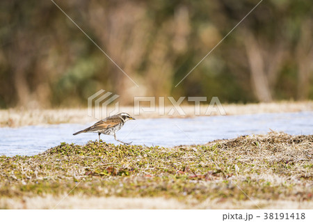 ツグミ　鶫 38191418