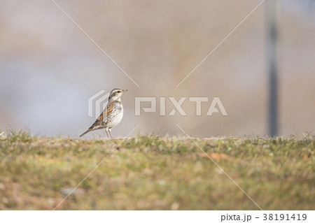 ツグミ　鶫 38191419