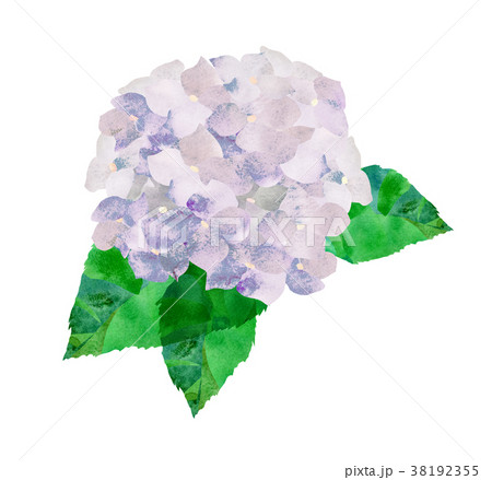 アジサイ・白 38192355