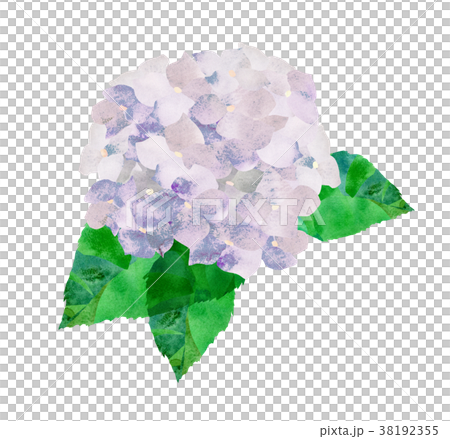 繡球花白色 繡球花白色 38192355