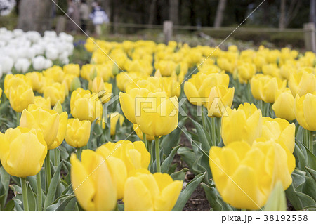 黄小町の花壇 38192568