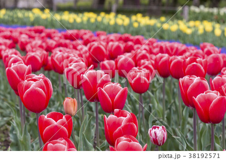 カンフーの花壇 38192571