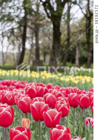 カンフーの花壇 38192572