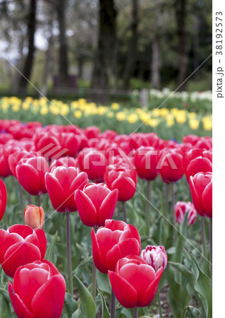 カンフーの花壇 38192573