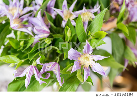 bouquet of lilac clematis flowers in glass vase 38193194