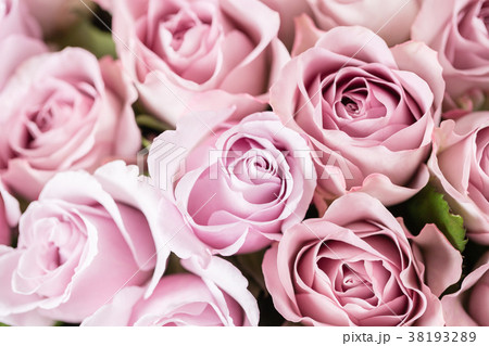 Lilac garden rose. Bouquet flowers of roses in 38193289