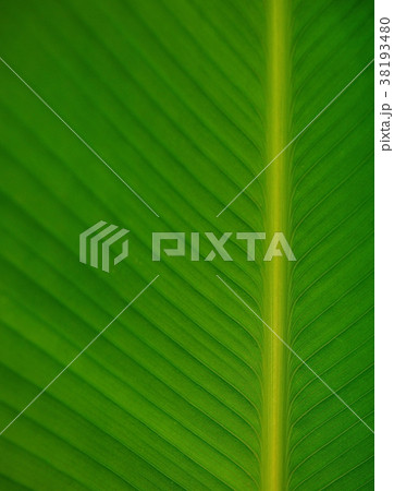 Green leaf texture for pattern and background. 38193480