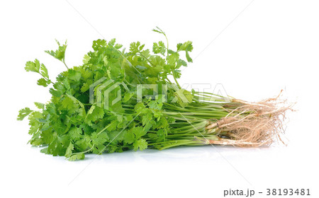 Fresh coriander (cilantro) with roots on white  38193481
