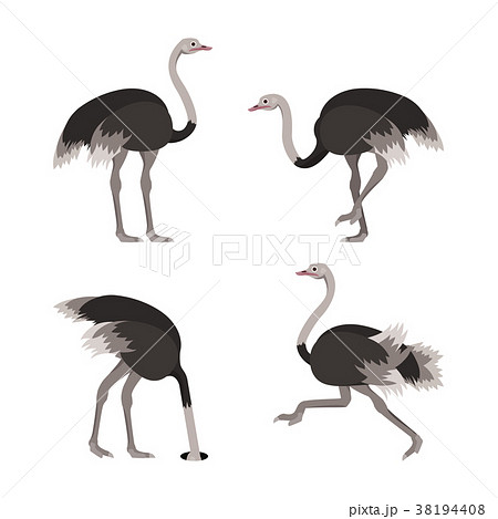 Cartoon Ostrich Bird Set. Vector 38194408
