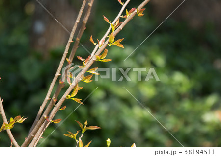 Young Green leaf of Fried Egg Tree Young Green leaf of Fried Egg Tree 38194511