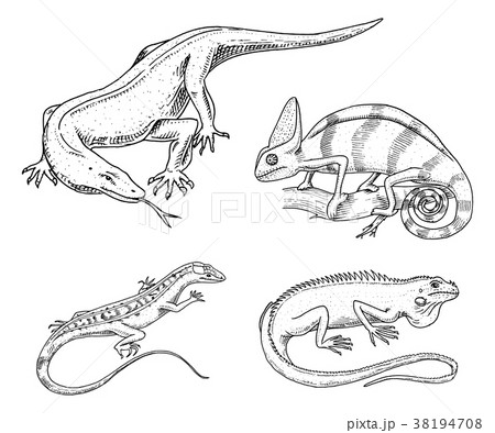 Chameleon Lizard American Green Iguana Reptilesのイラスト素材