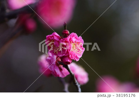 梅の花 38195176