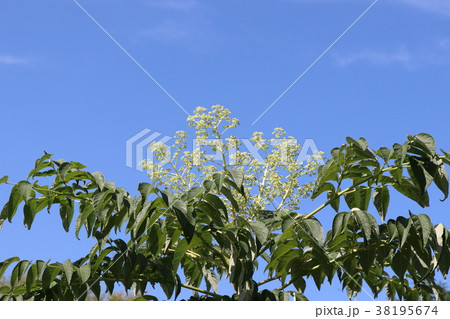 タラノキの花 タラノキの花 38195674