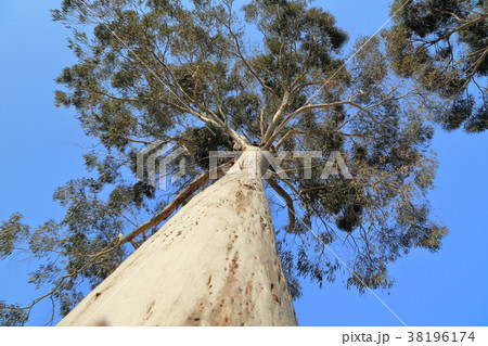 ユーカリの高木と青空 ユーカリの高木と青空 38196174