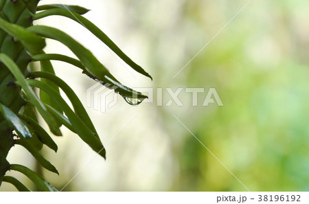 water dropping on redbird cactus curve leaf water dropping on redbird cactus curve leaf 38196192