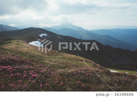 Magic pink rhododendron 38196606