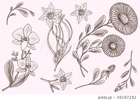 Flowers set, herb medicinal chamomile with leaves Flowers set, herb medicinal chamomile with leaves 38197282
