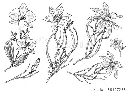 Flowers set, daffodil and orchid with leaves and Flowers set, daffodil and orchid with leaves and 38197283