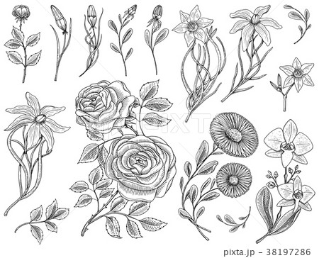 Flowers set, roses with leaves and buds, herb 38197286