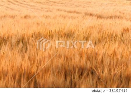 ビール麦　麦畑（5月） 38197415