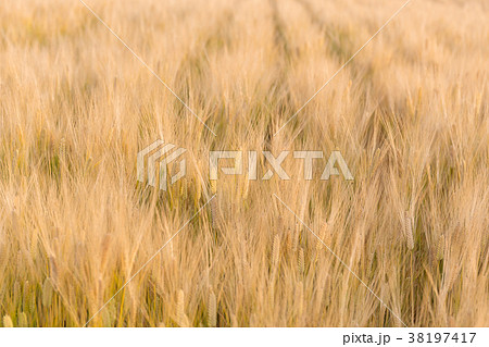 ビール麦　麦畑（5月） 38197417