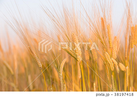 ビール麦　麦畑（5月） 38197418