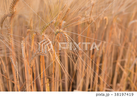 ビール麦　麦畑（5月） 38197419