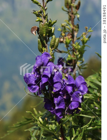 Monkshood, purple wildflower. 38198491
