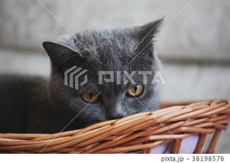 Grey Cat Basket Portrait interior natural light  Grey Cat Basket Portrait interior natural light  38198576