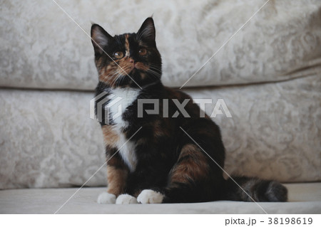 Playing Leopard Kitten Portrait Natural light Playing Leopard Kitten Portrait Natural light 38198619