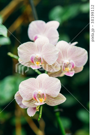 Beautiful White Flowers Of Orchid In Botanical Beautiful White Flowers Of Orchid In Botanical 38199112
