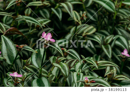 Close View Of Tradescantia Zebrina, Formerly Known 38199113