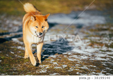 Red Shiba Inu Puppy Dog Staying Outdoor In Spring Red Shiba Inu Puppy Dog Staying Outdoor In Spring 38199140