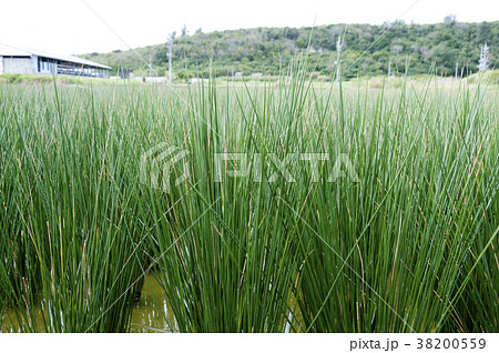 ビーグ（イ草）畑 38200559