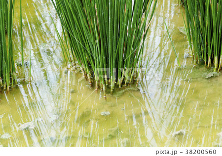 ビーグ（イ草）畑 38200560