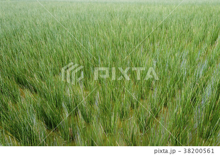 ビーグ（イ草）畑 38200561