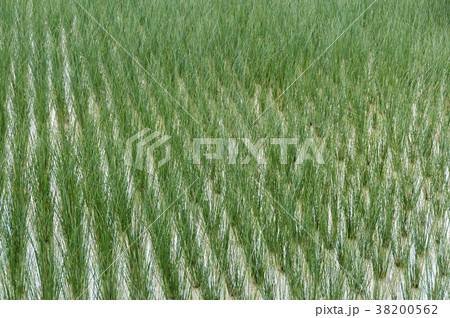 ビーグ（イ草）畑 38200562