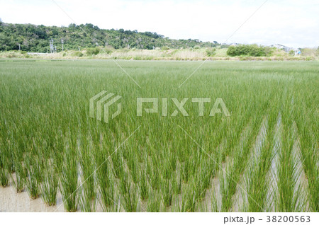 ビーグ（イ草）畑 38200563