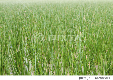 ビーグ（イ草）畑 38200564